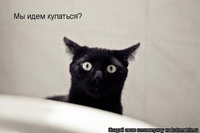 Мы идем купаться?... Котоматрица: Мы идем купаться?