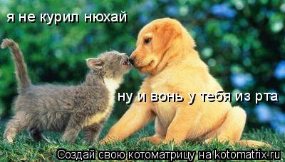 я не курил нюхай ну и вонь у тебя из рта... Котоматрица: я не курил нюхай ну и вонь у тебя из рта