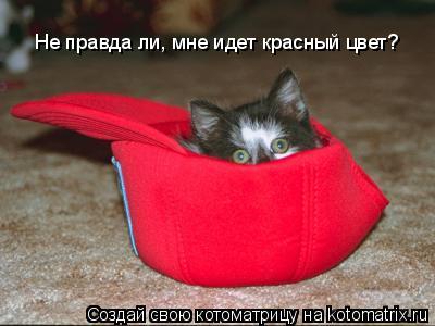 Не правда ли, мне идет красный цвет?... Котоматрица: Не правда ли, мне идет красный цвет?