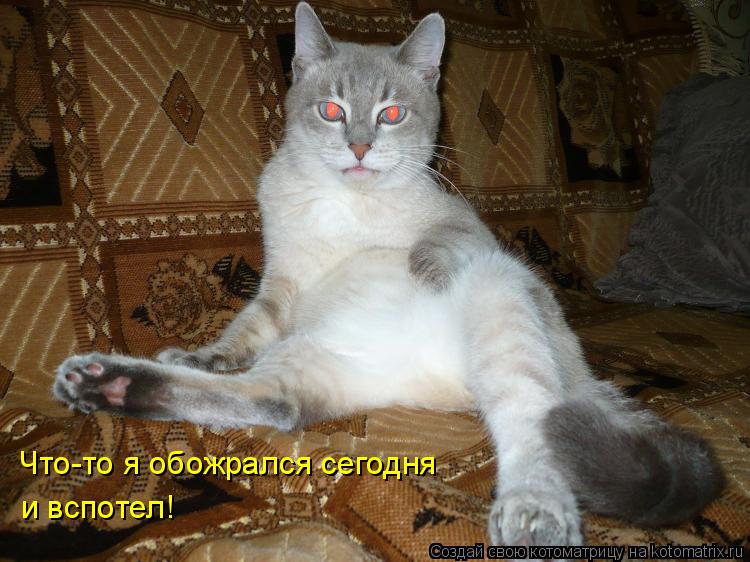 Что-то я обожрался сегодня и вспотел!... Котоматрица: Что-то я обожрался сегодня и вспотел!