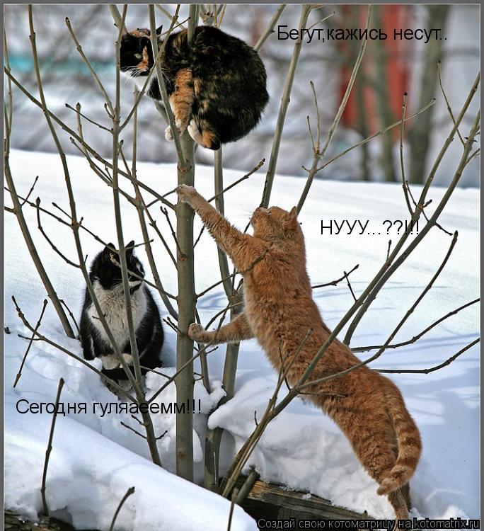 НУУУ...??!!! Бегут,кажись несут.. Сегодня гуляаеемм!!!... Котоматрица: НУУУ...??!!! Бегут,кажись несут.. Сегодня гуляаеемм!!!