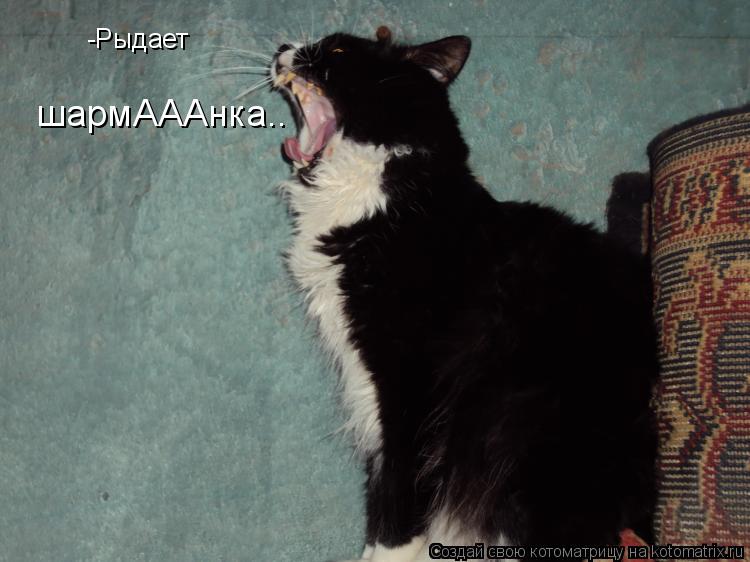 -Рыдает шармАААнка..... Котоматрица: -Рыдает шармАААнка..