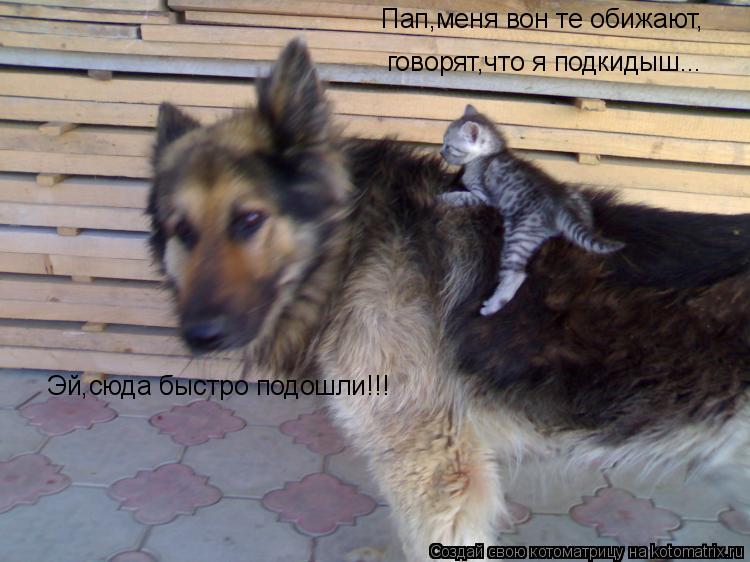 Пап,меня вон те обижают, говорят,что я подкидыш... Эй,сюда быстро подошли!!!... Котоматрица: Пап,меня вон те обижают, говорят,что я подкидыш... Эй,сюда быстро подошли!!!