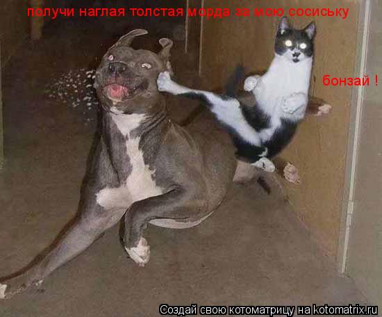 получи наглая толстая морда за мою сосиську бонзай !... Котоматрица: получи наглая толстая морда за мою сосиську бонзай !