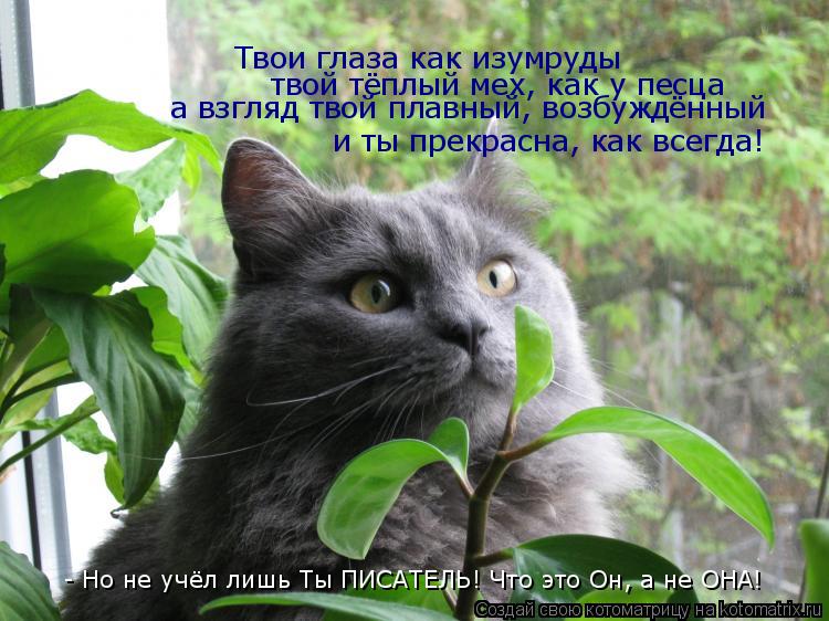 Твои глаза как изумруды твой тёплый мех, как у песца а взгляд твой плавный, возбуждённый и ты прекрас... Котоматрица: Твои глаза как изумруды твой тёплый мех, как у песца а взгляд твой плавный, возбуждённый и ты прекрасна, как всегда! - Но не учёл лишь Ты ПИСАТ