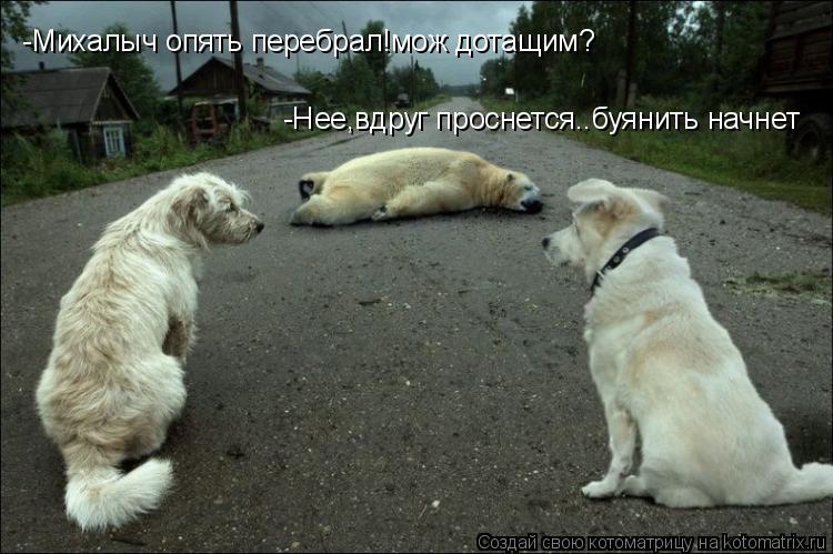 -Михалыч опять перебрал!мож дотащим? -Нее,вдруг проснется..буянить начнет... Котоматрица: -Михалыч опять перебрал!мож дотащим? -Нее,вдруг проснется..буянить начнет