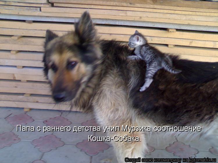 Папа с раннего детства учил Мурзика соотношение Кошка-Собака.... Котоматрица: Папа с раннего детства учил Мурзика соотношение Кошка-Собака.