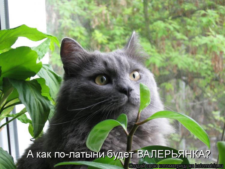 А как по-латыни будет ВАЛЕРЬЯНКА?... Котоматрица: А как по-латыни будет ВАЛЕРЬЯНКА?