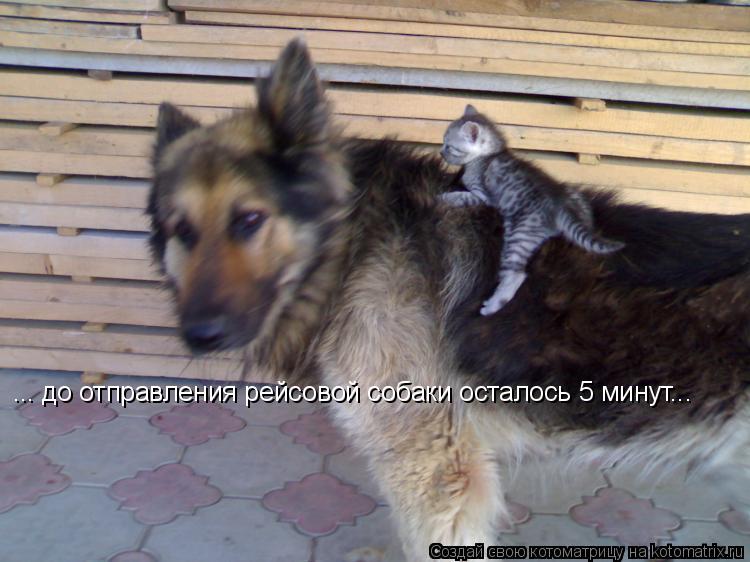 ... до отправления рейсовой собаки осталось 5 минут...... Котоматрица: ... до отправления рейсовой собаки осталось 5 минут...