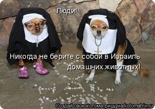 Люди! Никогда не берите с собой в Израиль домашних животных!... Котоматрица: Люди! Никогда не берите с собой в Израиль домашних животных!