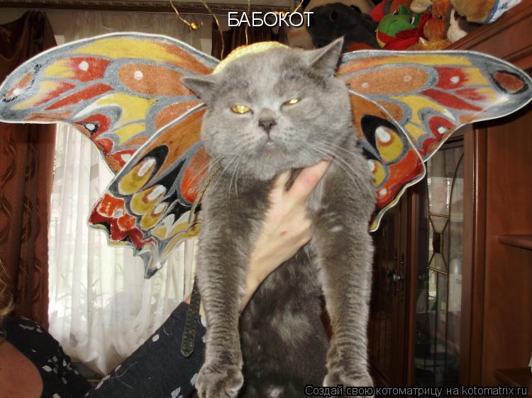 БАБОКОТ... Котоматрица: БАБОКОТ