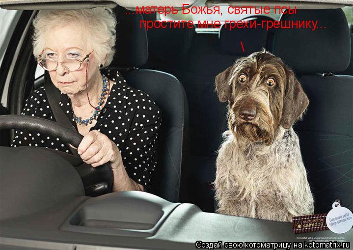 ...матерь Божья, святые псы простите мне грехи-грешнику...... Котоматрица: ...матерь Божья, святые псы простите мне грехи-грешнику...