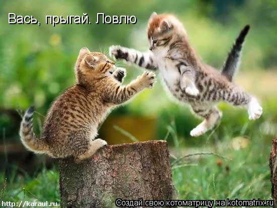 Вась, прыгай. Ловлю... Котоматрица: Вась, прыгай. Ловлю