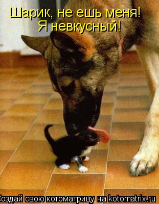 Шарик, не ешь меня! Я невкусный!... Котоматрица: Шарик, не ешь меня! Я невкусный!