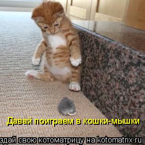 Давай поиграем в кошки-мышки... Котоматрица: Давай поиграем в кошки-мышки