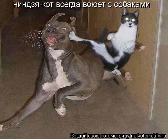 Котоматрица: ниндзя-кот всегда воюет с собаками