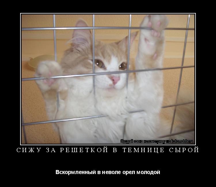 Сижу за решеткой в темнице сырой Вскормленный в неволе орел молодой... Котоматрица: Сижу за решеткой в темнице сырой Вскормленный в неволе орел молодой