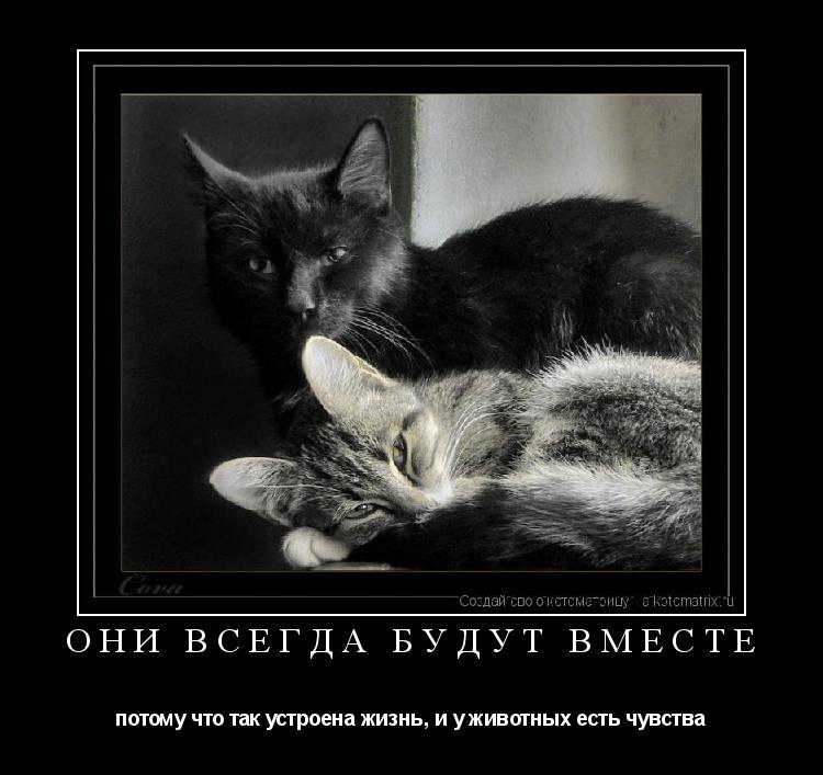 Они всегда будут вместе потому что так устроена жизнь, и у животных есть чувства... Котоматрица: Они всегда будут вместе потому что так устроена жизнь, и у животных есть чувства