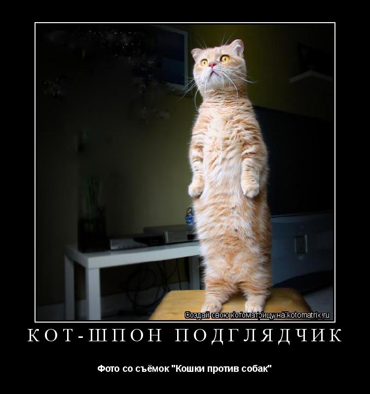 Кот-Шпон подглядчик Фото со съёмок "Кошки против собак"... Котоматрица: Кот-Шпон подглядчик Фото со съёмок "Кошки против собак"