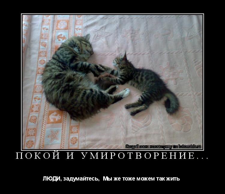 Покой и умиротворение... ЛЮДИ, задумайтесь, Мы же тоже можем так жить ... Котоматрица: Покой и умиротворение... ЛЮДИ, задумайтесь, Мы же тоже можем так жить