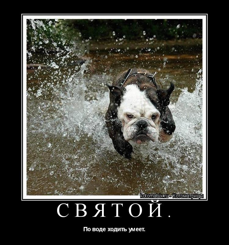 Святой. По воде ходить умеет.... Котоматрица: Святой. По воде ходить умеет.