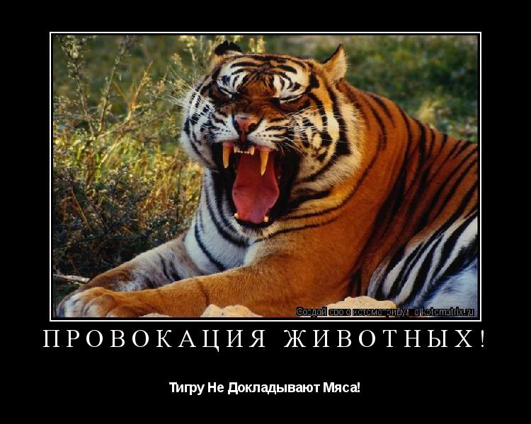 ПРОВОКАЦИЯ ЖИВОТНЫХ! Тигру Не Докладывают Мяса!... Котоматрица: ПРОВОКАЦИЯ ЖИВОТНЫХ! Тигру Не Докладывают Мяса!