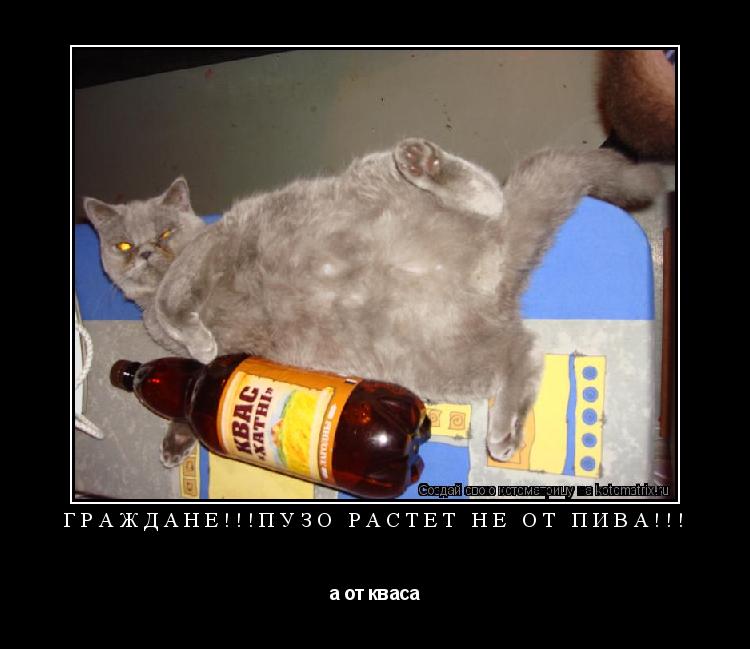 Граждане!!!Пузо растёт не от пива!!! а от кваса... Котоматрица: Граждане!!!Пузо растёт не от пива!!! а от кваса