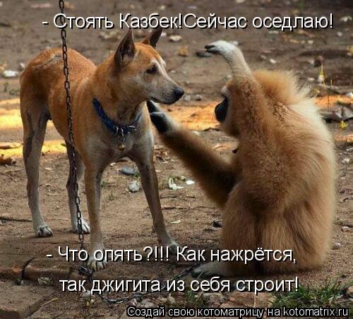 - Стоять Казбек!Сейчас оседлаю! - Что опять?!!! Как нажрётся, так джигита из себя строит!... Котоматрица: - Стоять Казбек!Сейчас оседлаю! - Что опять?!!! Как нажрётся, так джигита из себя строит!