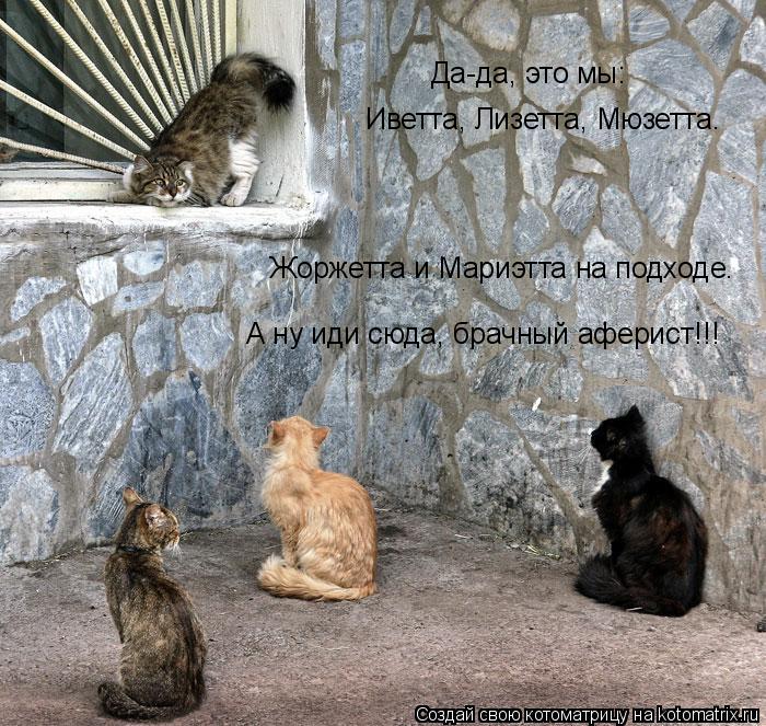 Да-да, это мы: Иветта, Лизетта, Мюзетта. Жоржетта и Мариэтта на подходе. А ну иди сюда, брачный афер... Котоматрица: Да-да, это мы: Иветта, Лизетта, Мюзетта. Жоржетта и Мариэтта на подходе. А ну иди сюда, брачный аферист!!!