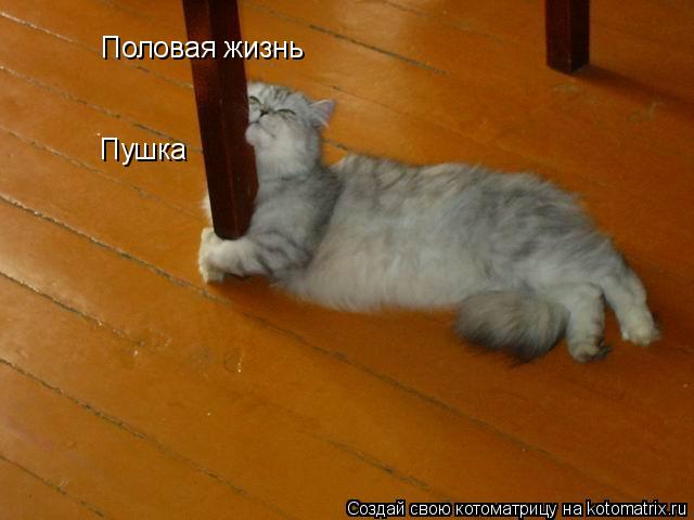 Половая жизнь Пушка... Котоматрица: Половая жизнь Пушка
