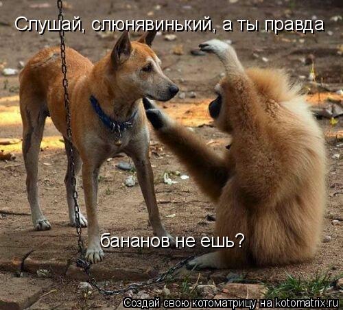 Слушай, слюнявинький, а ты правда бананов не ешь?... Котоматрица: Слушай, слюнявинький, а ты правда бананов не ешь?