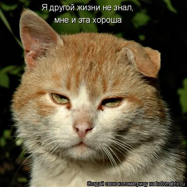 Я другой жизни не знал, мне и эта хороша... Котоматрица: Я другой жизни не знал, мне и эта хороша
