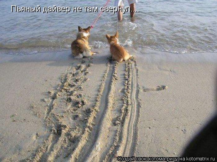 Пьяный дайвер не там свернул....... Котоматрица: Пьяный дайвер не там свернул....