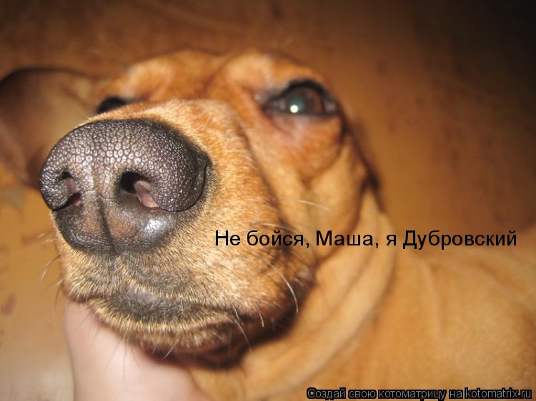 Не бойся, Маша, я Дубровский... Котоматрица: Не бойся, Маша, я Дубровский