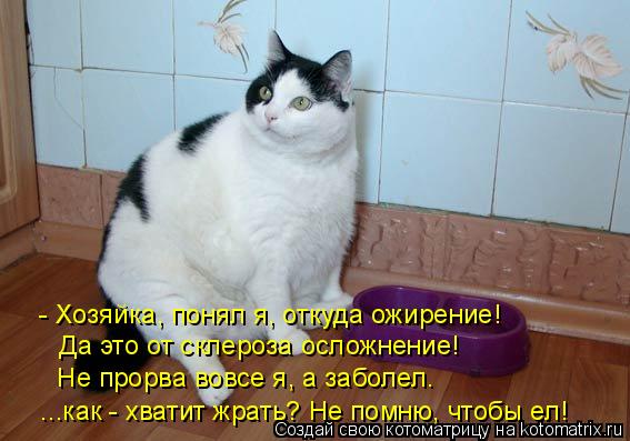 - Хозяйка, понял я, откуда ожирение! Да это от склероза осложнение! Не прорва вовсе я, а заболел. ... Котоматрица: - Хозяйка, понял я, откуда ожирение! Да это от склероза осложнение! Не прорва вовсе я, а заболел. ...как - хватит жрать? Не помню, чтобы ел!