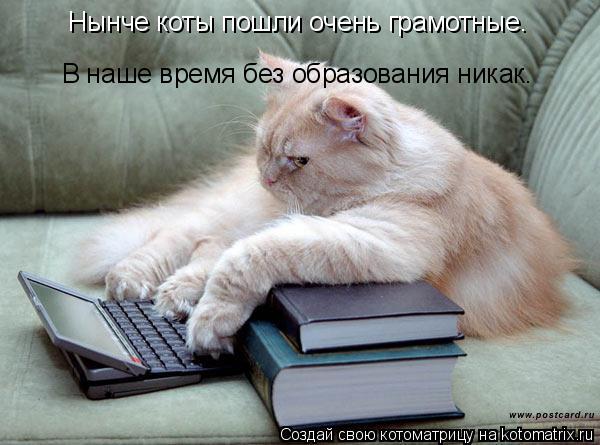 Нынче коты пошли очень грамотные. В наше время без образования никак.... Котоматрица: Нынче коты пошли очень грамотные. В наше время без образования никак.