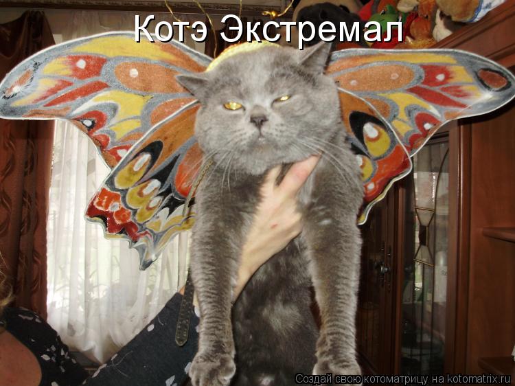 Котэ Экстремал... Котоматрица: Котэ Экстремал