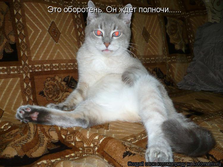 Это оборотень. Он ждет полночи......... Котоматрица: Это оборотень. Он ждет полночи......