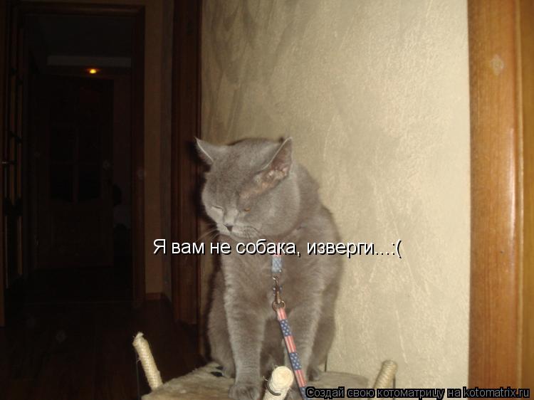 Я вам не собака, изверги...:(... Котоматрица: Я вам не собака, изверги...:(