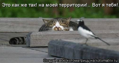 Это как же так! на моей территории!.. Вот я тебя!..... Котоматрица: Это как же так! на моей территории!.. Вот я тебя!..