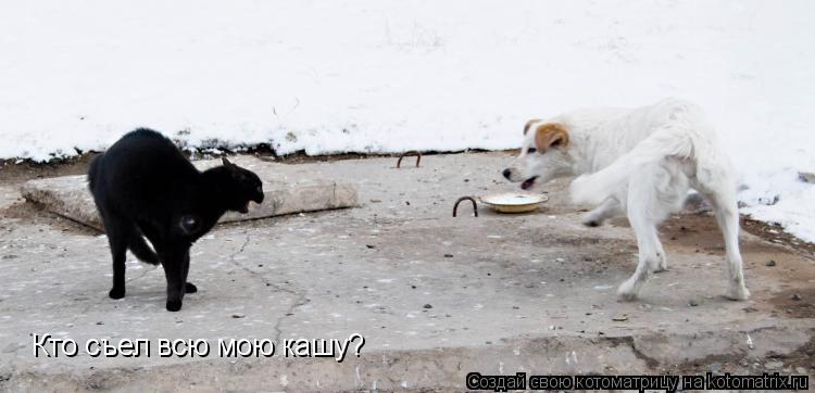 Кто съел всю мою кашу?... Котоматрица: Кто съел всю мою кашу?
