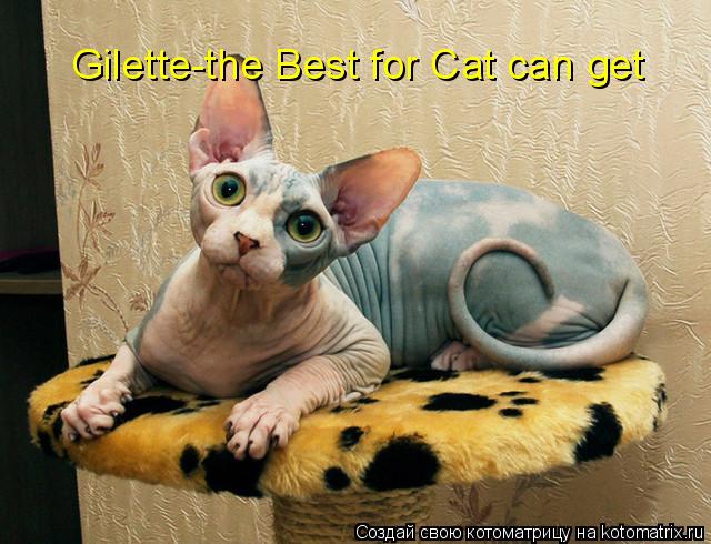 Gilette-the Best for Cat can get... Котоматрица: Gilette-the Best for Cat can get