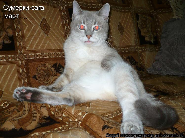 Сумерки-сага март........ Котоматрица: Сумерки-сага март.....