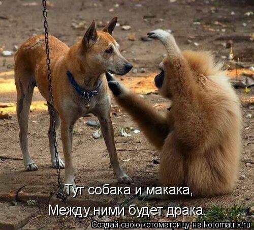 Тут собака и макака, Между ними будет драка.... Котоматрица: Тут собака и макака, Между ними будет драка.