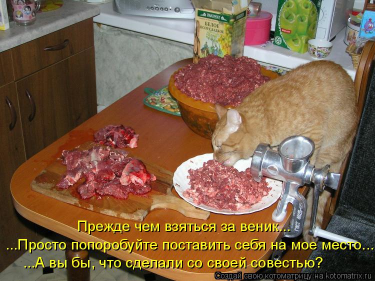 Прежде чем взяться за веник... ...Просто попоробуйте поставить себя на мое место... ...А вы бы, что с... Котоматрица: Прежде чем взяться за веник... ...Просто попоробуйте поставить себя на мое место... ...А вы бы, что сделали со своей совестью?