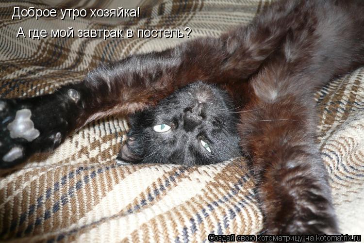 Доброе утро хозяйка! А где мой завтрак в постель?... Котоматрица: Доброе утро хозяйка! А где мой завтрак в постель?