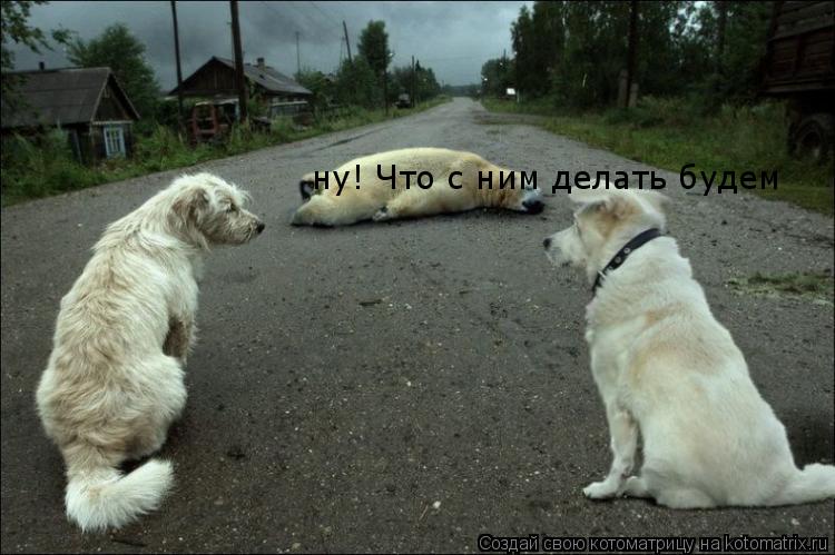 ну! Что с ним делать будем... Котоматрица: ну! Что с ним делать будем