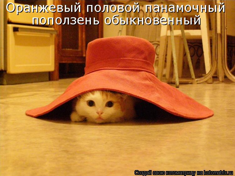 Оранжевый половой панамочный поползень обыкновенный... Котоматрица: Оранжевый половой панамочный поползень обыкновенный