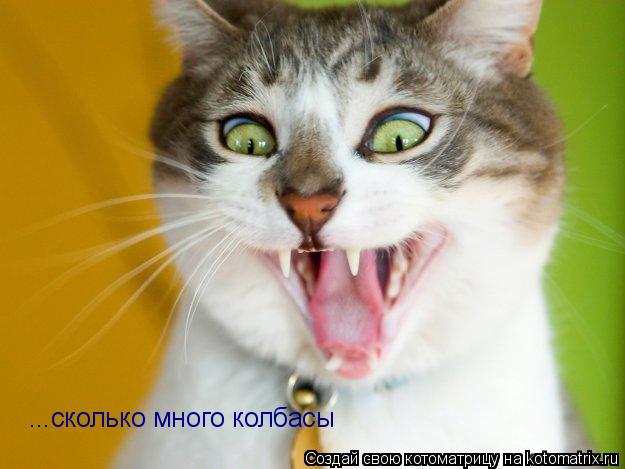 ...сколько много колбасы... Котоматрица: ...сколько много колбасы