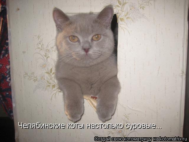 Челябинские коты настолько суровые...... Котоматрица: Челябинские коты настолько суровые...